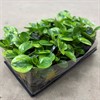 PEPEROMIA 12 CM LIME 1X8